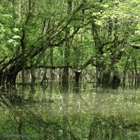 Obedska bog