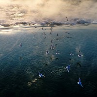 Morning bathing, Nenad Martić
