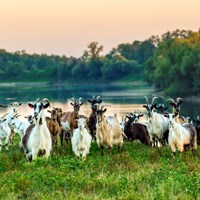 Čreda koz v lonjskem polju, Janez Zalaznik
